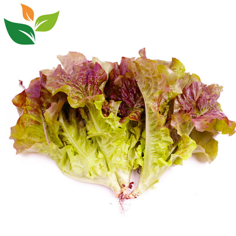 有机紫叶生菜 红叶罗莎生菜 有机认证无农残 沙拉蔬菜食材 500g