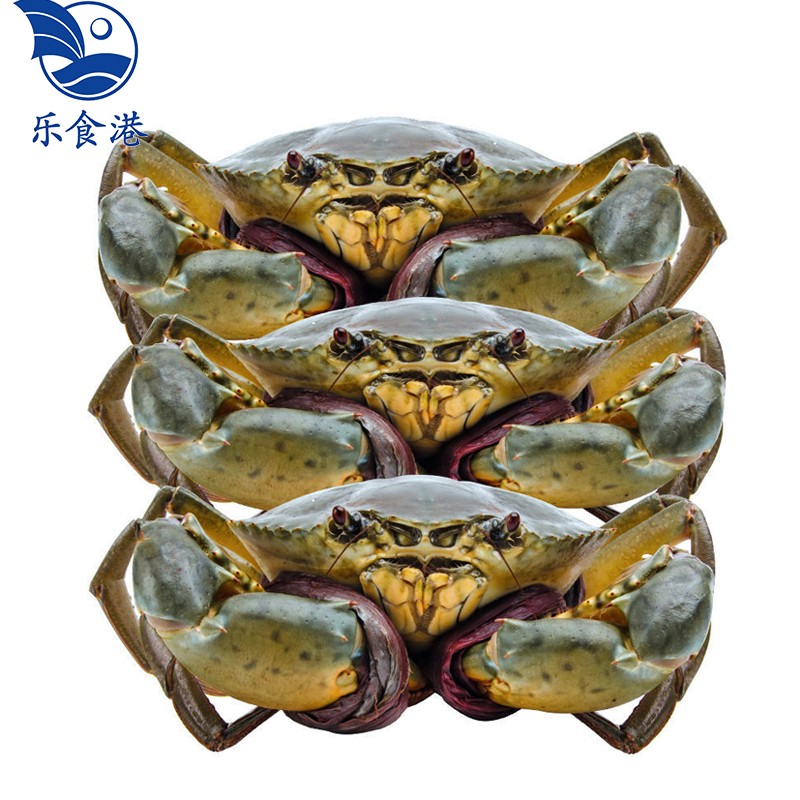 【活鲜】乐食港 青蟹鲜活大螃蟹公蟹母蟹膏蟹 母蟹 1-1.1斤(1只)
