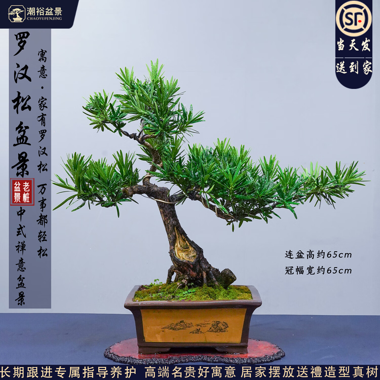 潮裕盆景迎客松罗汉松盆景客厅阳台造型绿植物造型高端盆景居家摆放好养护 迎客飘罗汉松盆景