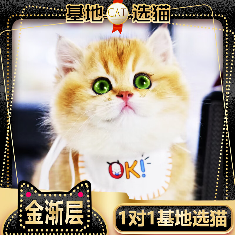 双十一查猫咪活体历史价格|猫咪活体价格历史