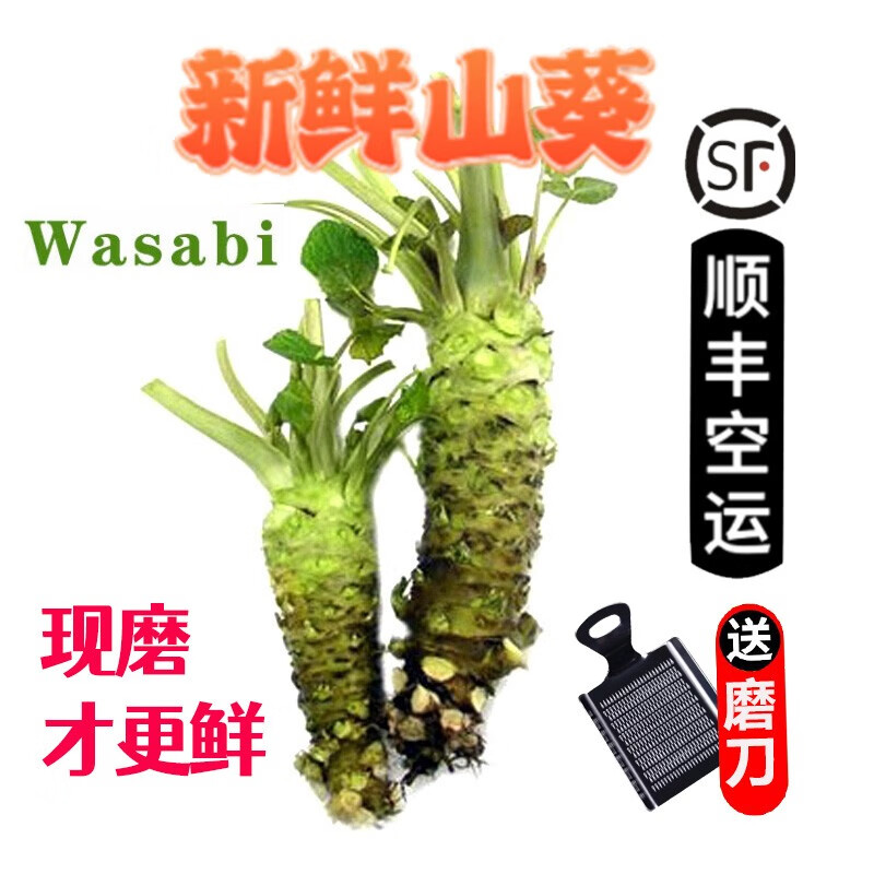 新鲜山葵根 待磨鲜山葵 真空包装 首单带铁磨 100g 3-6根