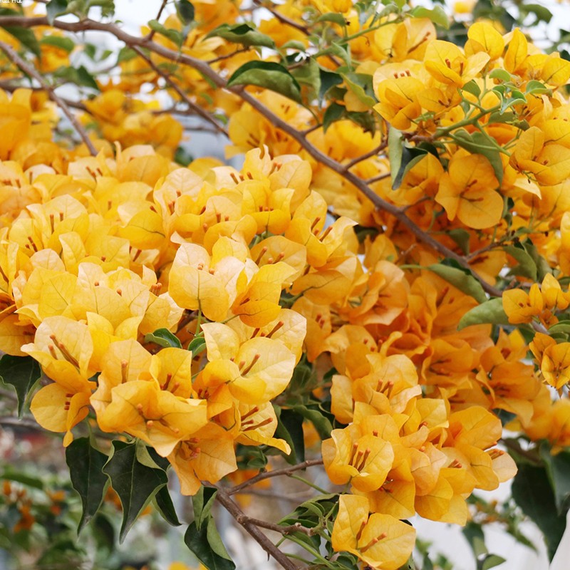 重瓣三角梅盆栽树苗老桩 花卉绿植盆景庭院爬藤植物 柠檬黄【当年开花