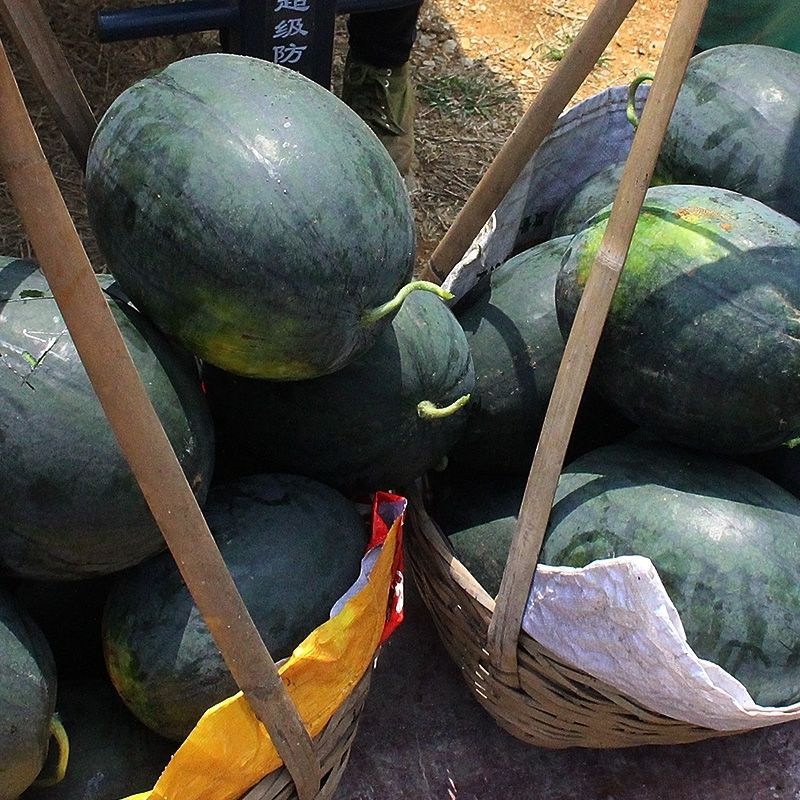 【精选s级】当季正宗黑美人西瓜薄皮无籽西瓜批发水果越南黑美人西瓜
