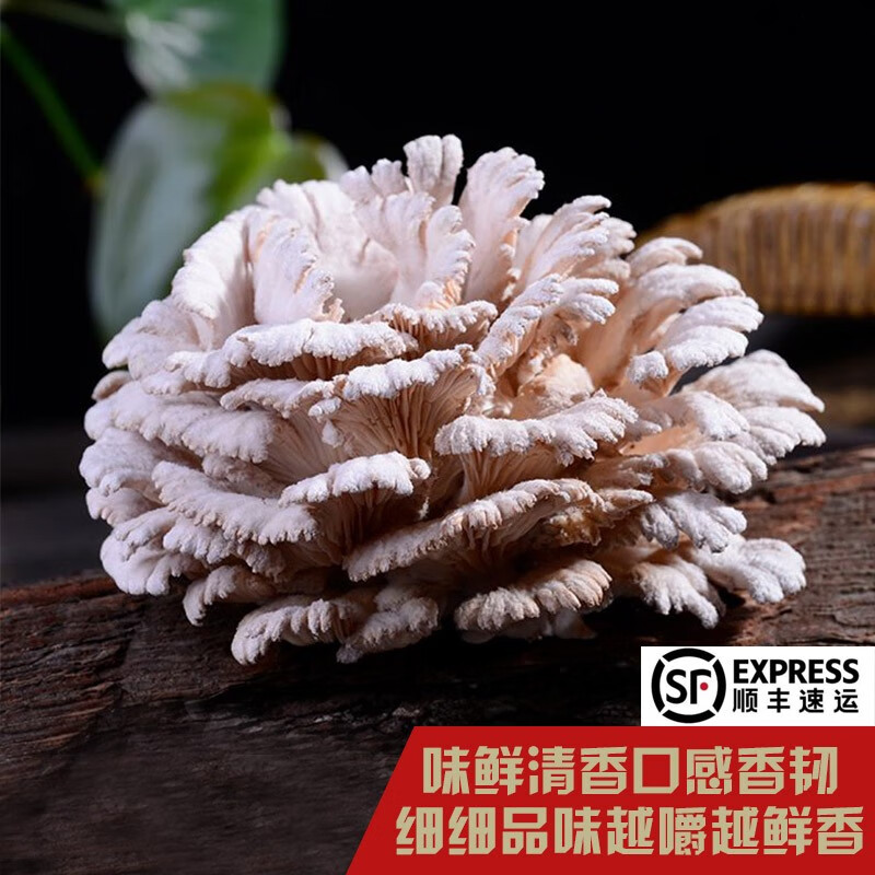 山野云涧云南深山新鲜白参菌 裂褶菌鲜菌 0.