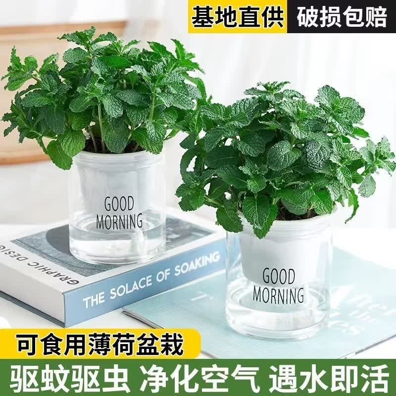 合韵车载支架 薄荷可用泡茶四季常青皱叶留兰 两盆高性价比高么？