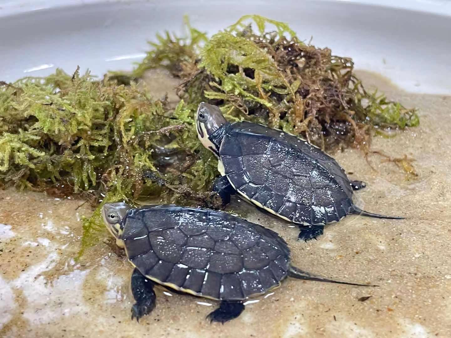 南石龟活体纯种南石苗越南石龟苗黄侯龟黄金龟宠物观赏乌龟活体宠物