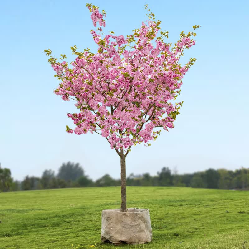 3公分樱花【树形优美 】