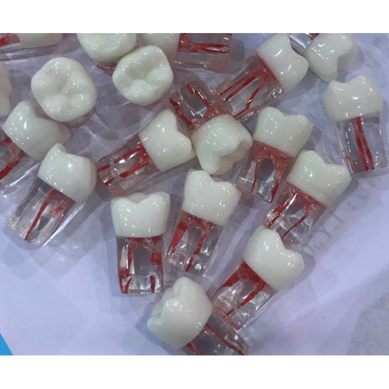 根管牙齿开髓牙齿教学模型口腔器械材料齿科耗材根管填充预备练习