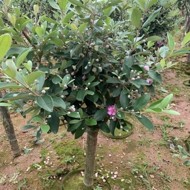 江影清广西正宗桃金娘树苗捻子苗可泡酒阳台庭院种植可食用红心捻子