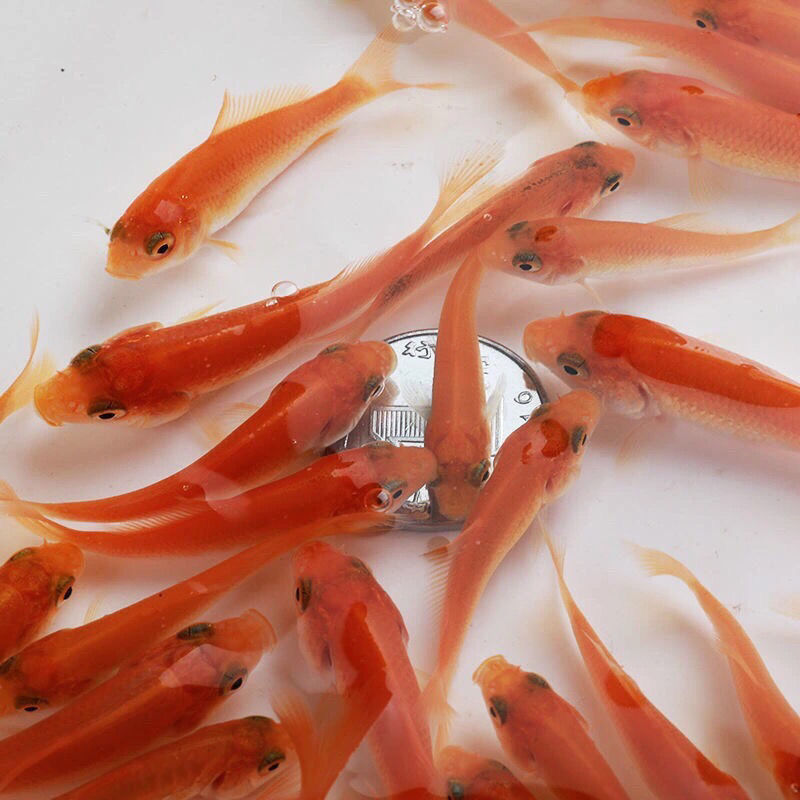 大品种兴国红鲤鱼苗可食用淡水养殖鱼苗荷包红鲤鱼苗批发包活 荷包红