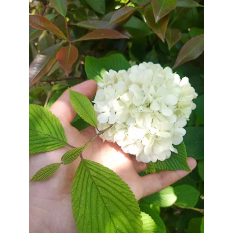 mojy中华绣球树苗花苗花斗秋庭院绿化树名贵花卉特大苗 麻球3年苗 不