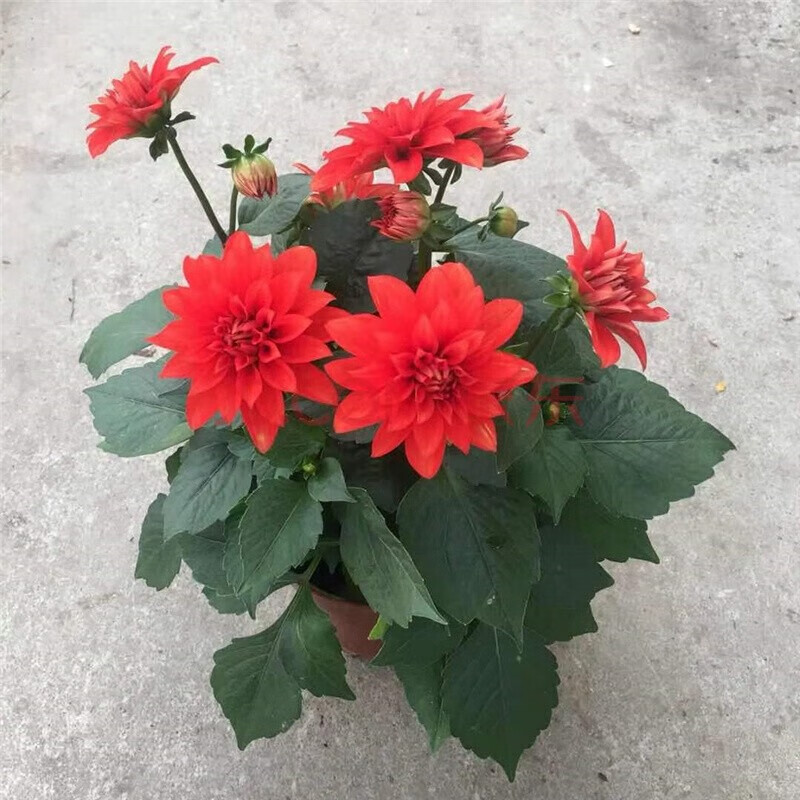 倾奢小丽花盆栽带花宿根植物好看好养的花阳台庭院大丽花开花花卉