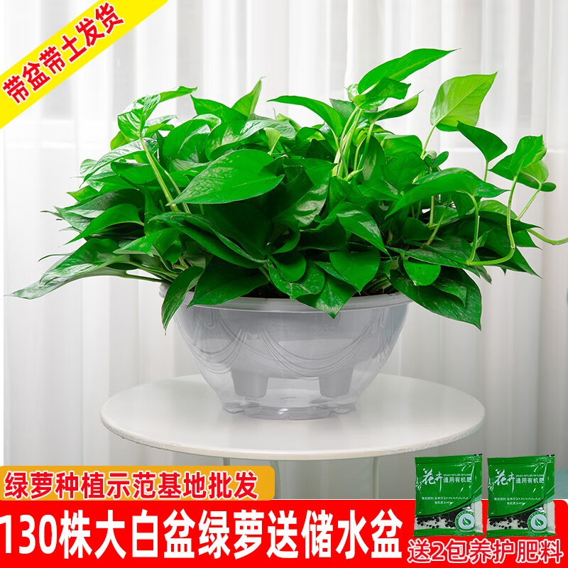 360白色大盆短藤吸水绿萝 肥