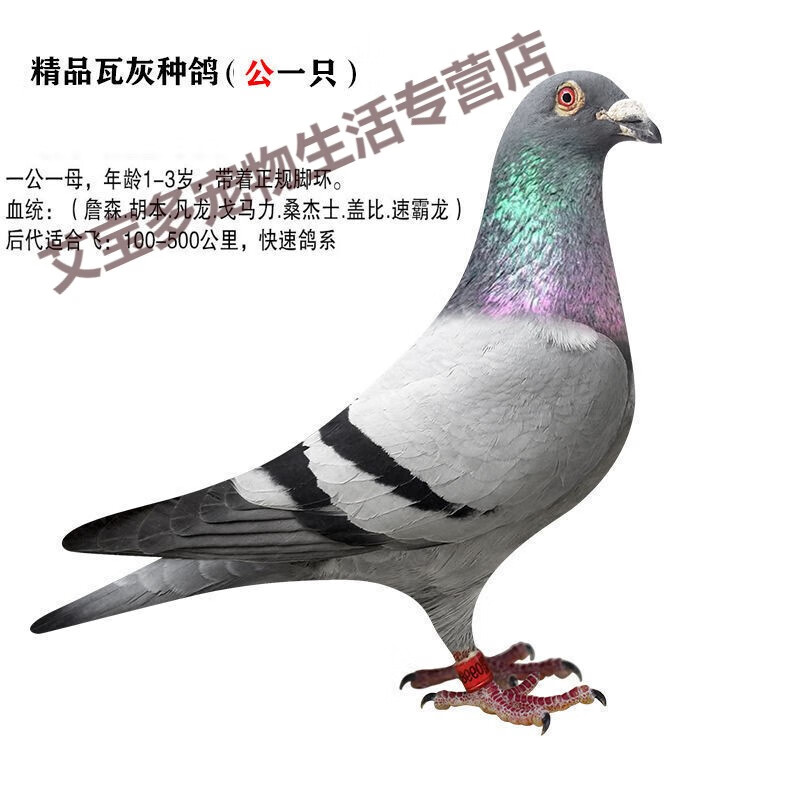 信鸽赛鸽成绩鸽血统鸽公棚鸽种鸽青年鸽子幼鸽一对 胡本公(种鸽一只)