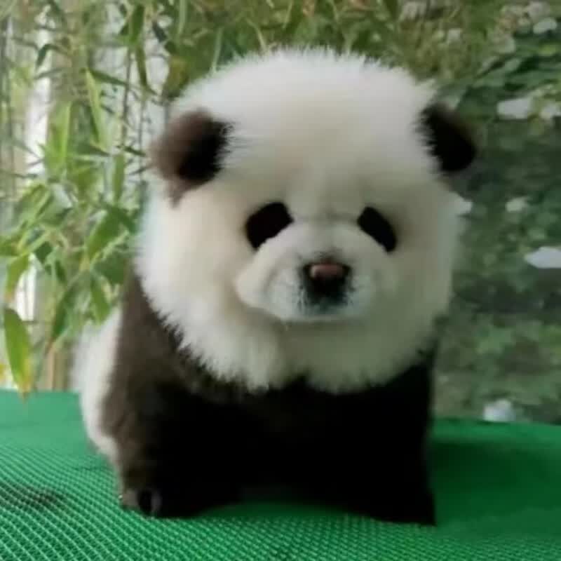 松狮犬幼犬染色熊猫犬宠物狗狗活体纯种大小型犬 宠物级 公