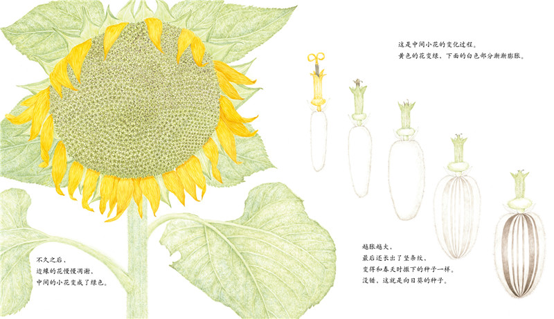 向日葵 金苹果奖得主作品 一粒种子的旅行儿童绘本1一年级2二年级三四