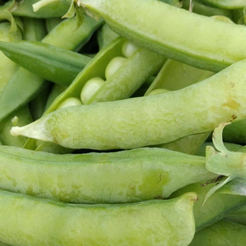 中豌十八豌豆种子矮秧硬荚吃豆不搭架豌豆籽露天大棚蔬菜种孑 中豌