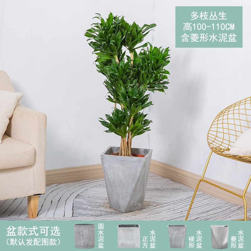 【送货到家】太阳神大盆栽竹蕉密叶龙血树阿波罗老桩室内植物客厅耐阴耐寒四季常青大植物好养净化空气花卉 多枝丛生高100-110CM含菱形水泥盆 默认1属于什么档次？