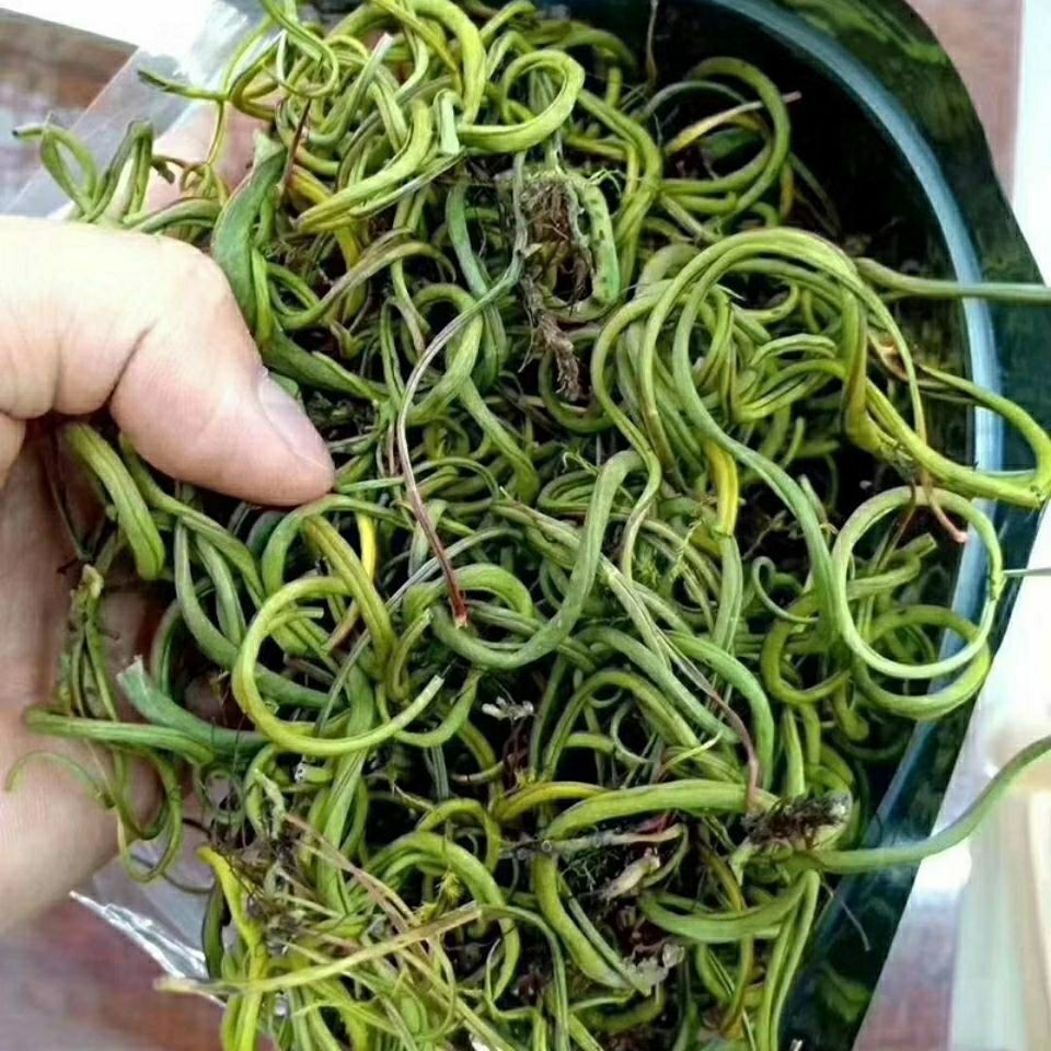 500克 新货挝 精溶石茶男女性 500克