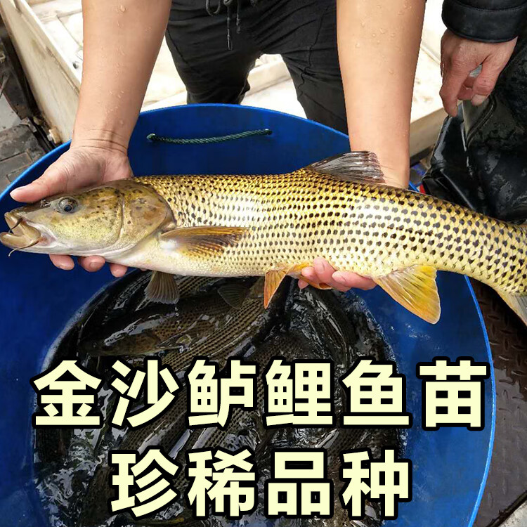金沙鲈鲤鱼苗大花鱼豹纹花鱼名贵特种稀有原生猛鱼江鰛老虎鱼淡水 5-6