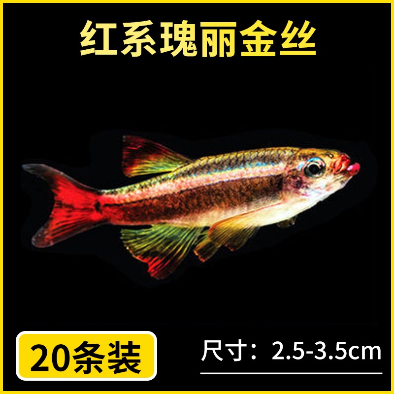 richer 红系瑰丽金丝20条 送5防损