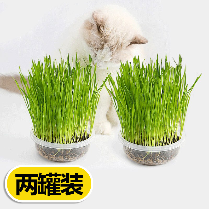 怎么看京东猫零食商品历史价格|猫零食价格历史