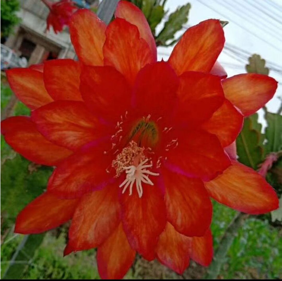 秋颖进口令箭荷花昙花大花重瓣品种带根苗红黄紫粉白多色花卉绿植盆栽
