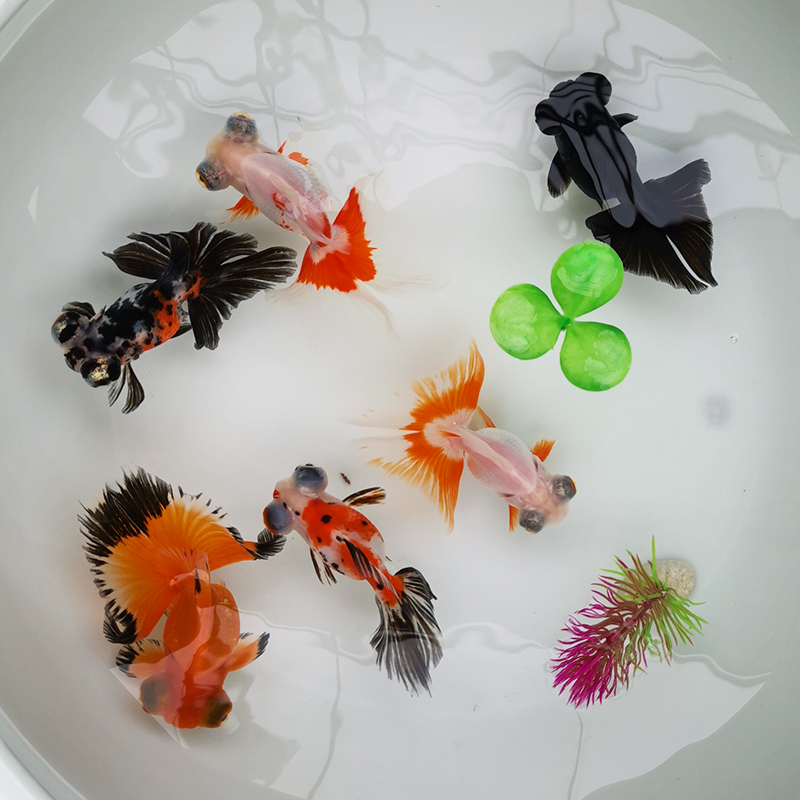 京东水族活体价格走势图哪里看|水族活体价格比较