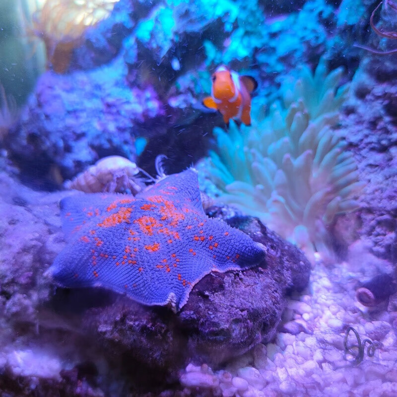 海星活宠物活体海水鱼缸迷你海洋生物水族观赏动物活的翻砂小海星