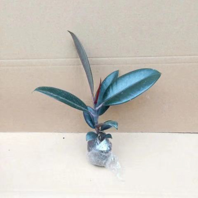 浅笑心柔黑金刚橡皮树盆栽植物室内客厅绿植桌面好养花卉 橡皮树小苗1