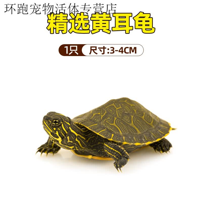 深水龟黄耳龟吃粪龟水龟鱼缸混养乌龟活物黄头侧颈观赏宠物小乌龟