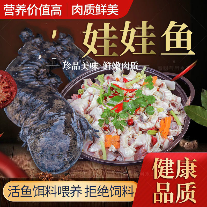 查威布尔 娃娃鱼活鱼大鲵食用生态养殖基地直供鲜活观赏鱼苗养殖包活