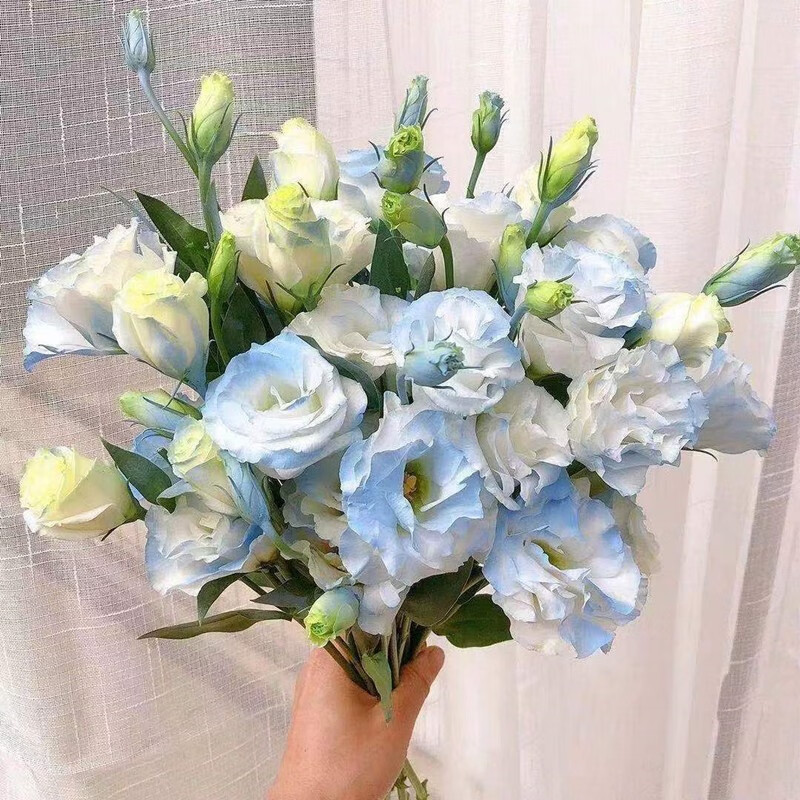 香昔庄园:迷人花卉的价格走势和榜单TOP2
