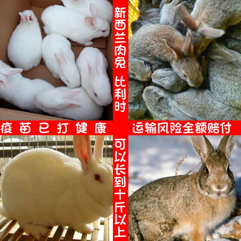 朴彩(pucai)小白兔子活物大型肉兔比利时新西兰花兔活体宠物兔农家兔