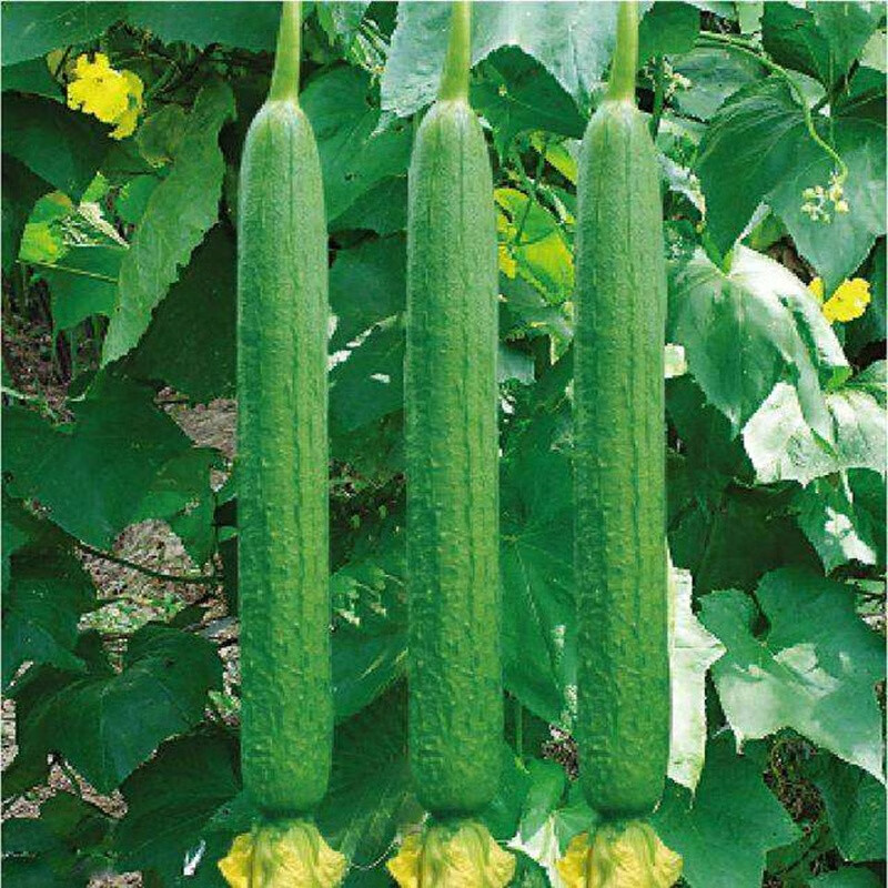 一播大地蔬菜种孑豇豆丝瓜西蓝花眉豆西芹秋葵种籽家庭庭院阳台种植