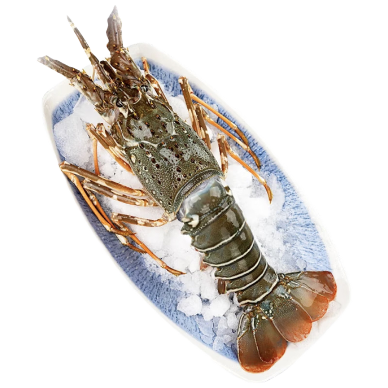  ӡСϺ200-300g/ֻ Ϻ ˮ Ϻ