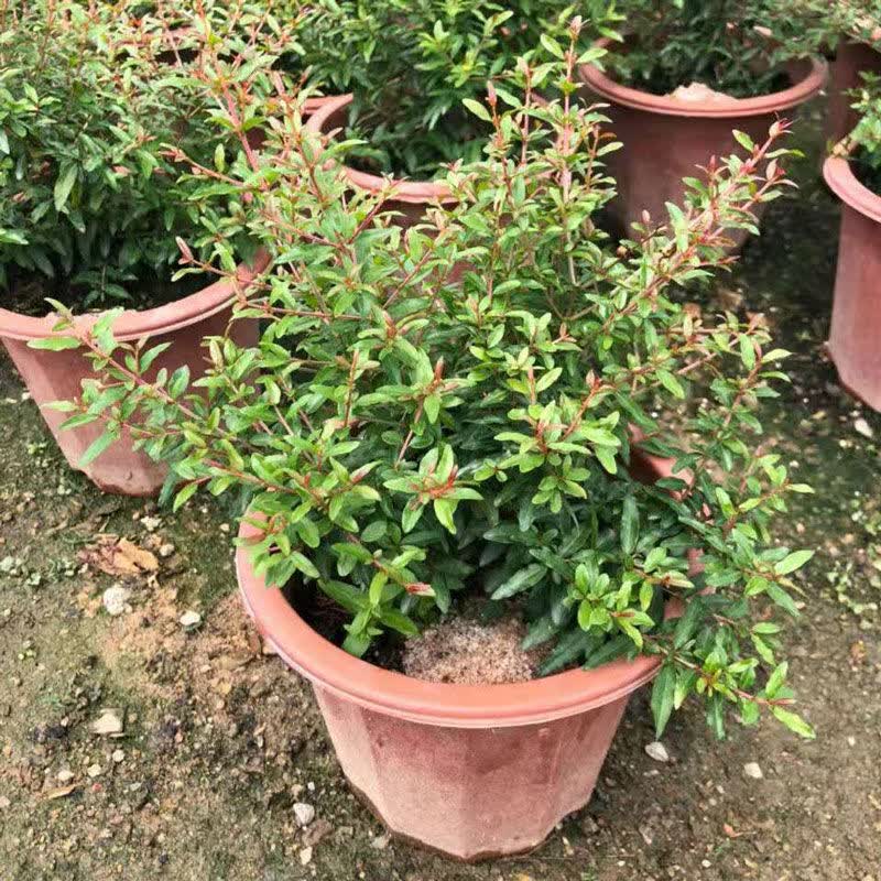 涞思芊*轻奢芊阙【仙草苗】石榴花潮汕仙草抹草盆栽树苗吉祥喜事花草