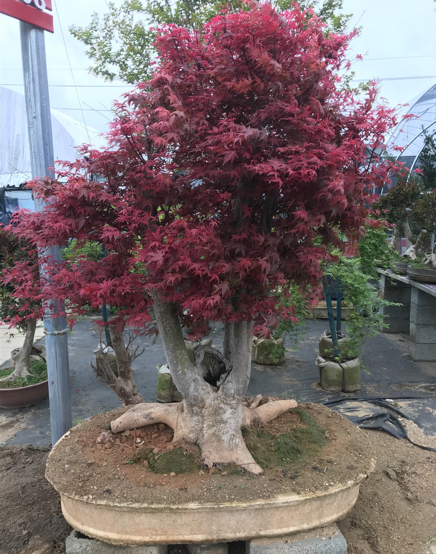 花嫁衣日本红枫盆景老桩原生红舞姬造型老桩阳台庭院树苗办公桌盆栽