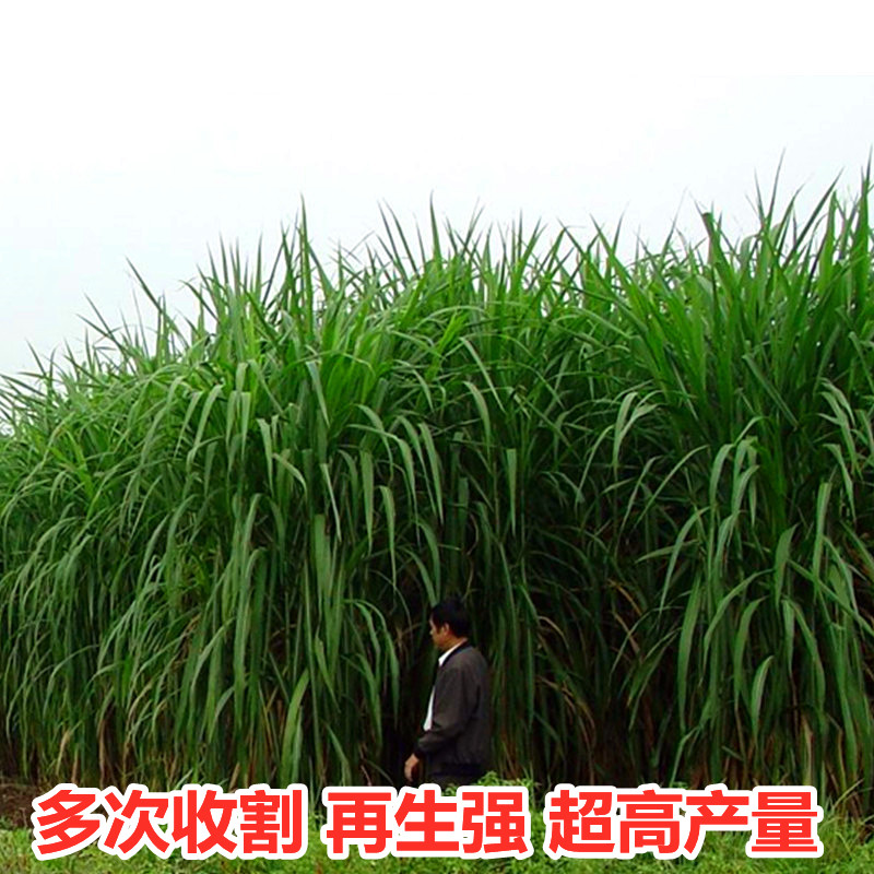 草种籽四季高产牧草种子养殖喂猪牛羊鱼兔草籽种 杂交高丹王草/ 1斤