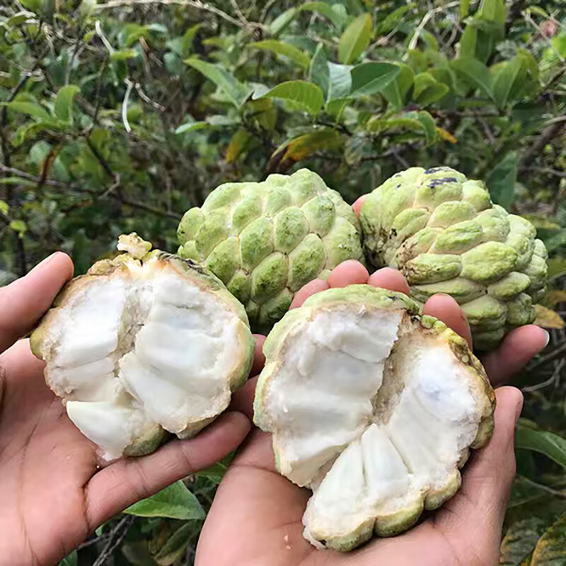 芗苒释迦果种子云南海南凤梨牛奶牛心番荔枝刺果籽种孑 释迦果种子