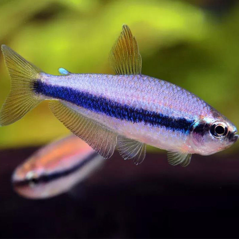 墨一热带观赏鱼小型灯科鱼活体红绿灯斑马淡水金鱼神仙鱼苗孔雀 1-1.