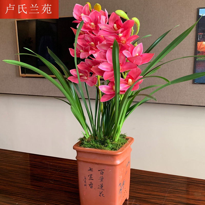 柚琳超香兰花 红贵人浓香型盆栽四季好养建兰花卉绿植兰草兰花苗 不含