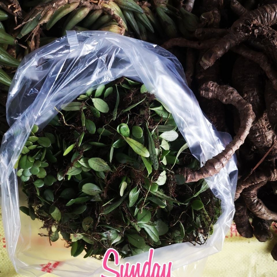伟博新鲜抱石莲 抱石连 抱树莲 瓜子菜金龟藤瓜米菜飞莲草1500克新货