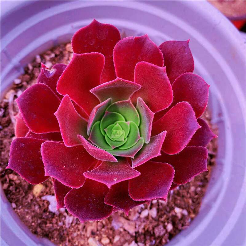 多肉植物新手套餐组合盆栽肉肉植物办公室迷你绿植花卉 红玫瑰4-6公分