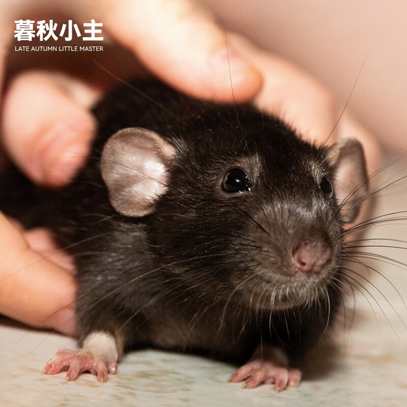 宠物活物宿舍网红学生儿童萌宠家养健康卫生 纯黑花枝鼠(公母备注)