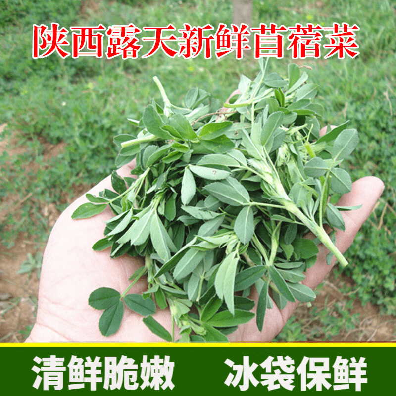 水果蔬菜陕西苜蓿菜 新鲜现摘头茬苜蓿芽 现摘现发草头 农家当季食用