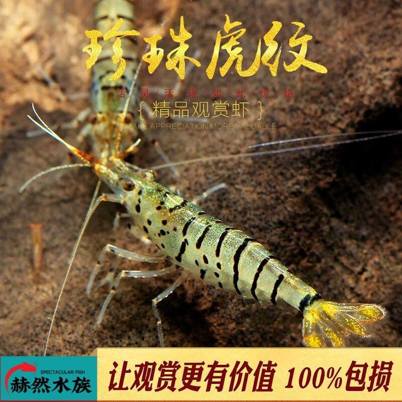 oimg珍珠虎纹虾冷水观赏虾原生淡水溪流蜜蜂虾虾米除藻工具虾活体 5只
