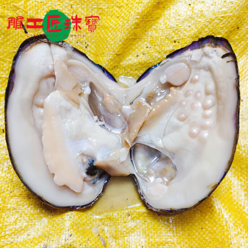 工匠珍珠蚌9年天l然淡水紫色单珠多珠组合自己开蚌取爱迪生壳鲜活河蚌