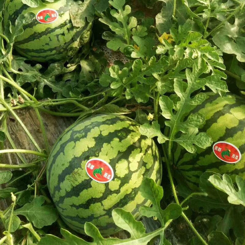 龙觇8424西瓜新鲜美都水果应当季一整箱6-7斤脆甜生鲜团购送礼