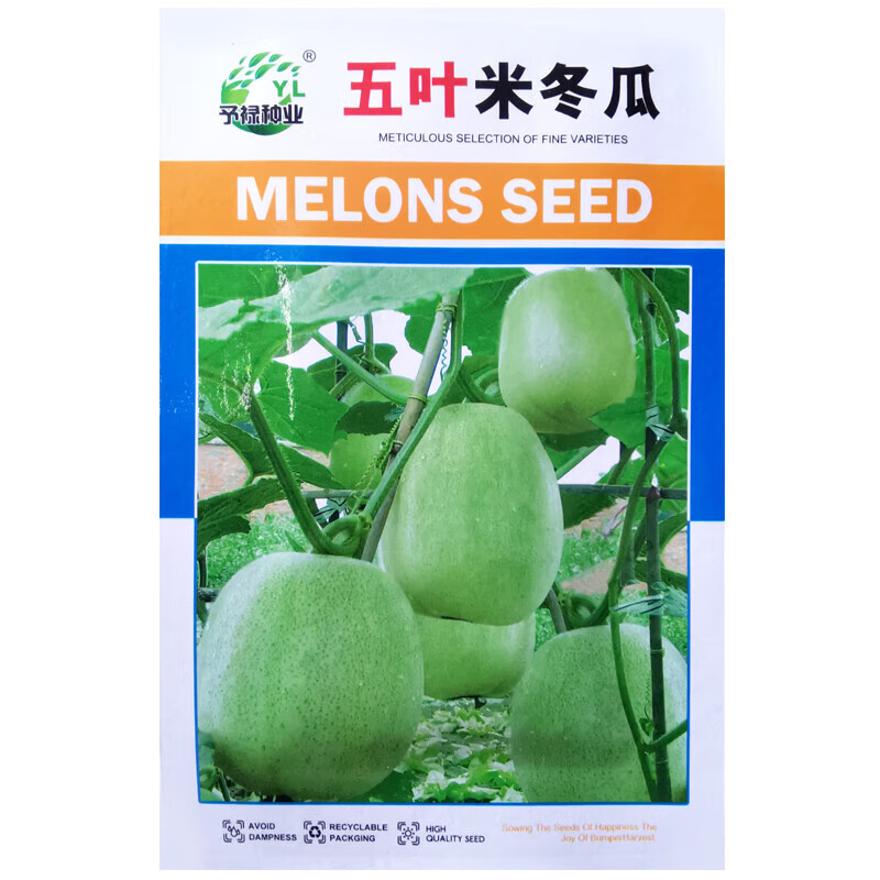醉春木五叶米冬瓜种子粉杂早熟小冬瓜种籽迷你小青瓜四川春季田园蔬菜